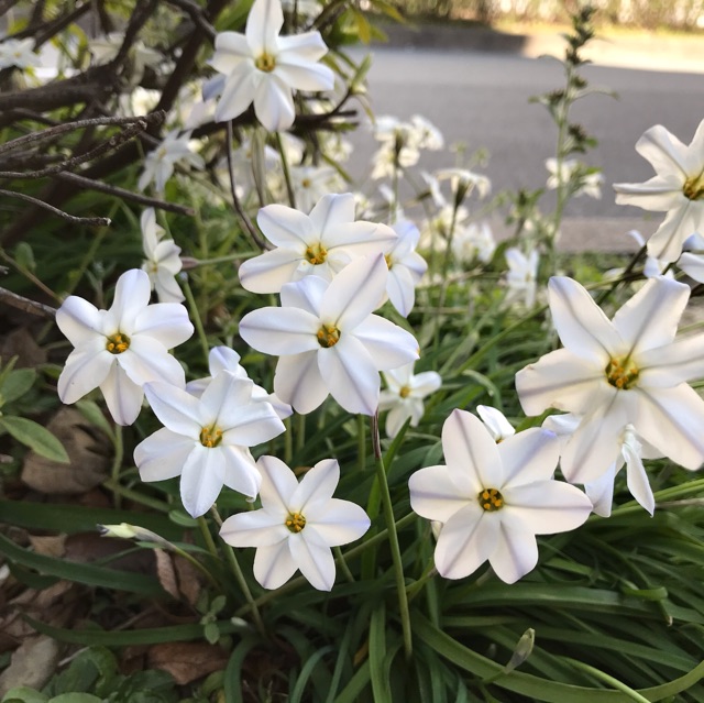 街路樹の下で咲く白い星形の草花 ハナニラ はニラの仲間 鏡花水月 花つむぎ