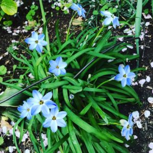 Spring starflower