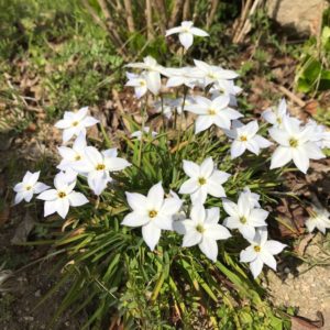 街路樹の下で咲く白い星形の草花 ハナニラ はニラの仲間 鏡花水月 花つむぎ