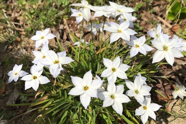 街路樹の下の白い星形の草花 ハナニラはニラの仲間か 鏡花水月 花つむぎ