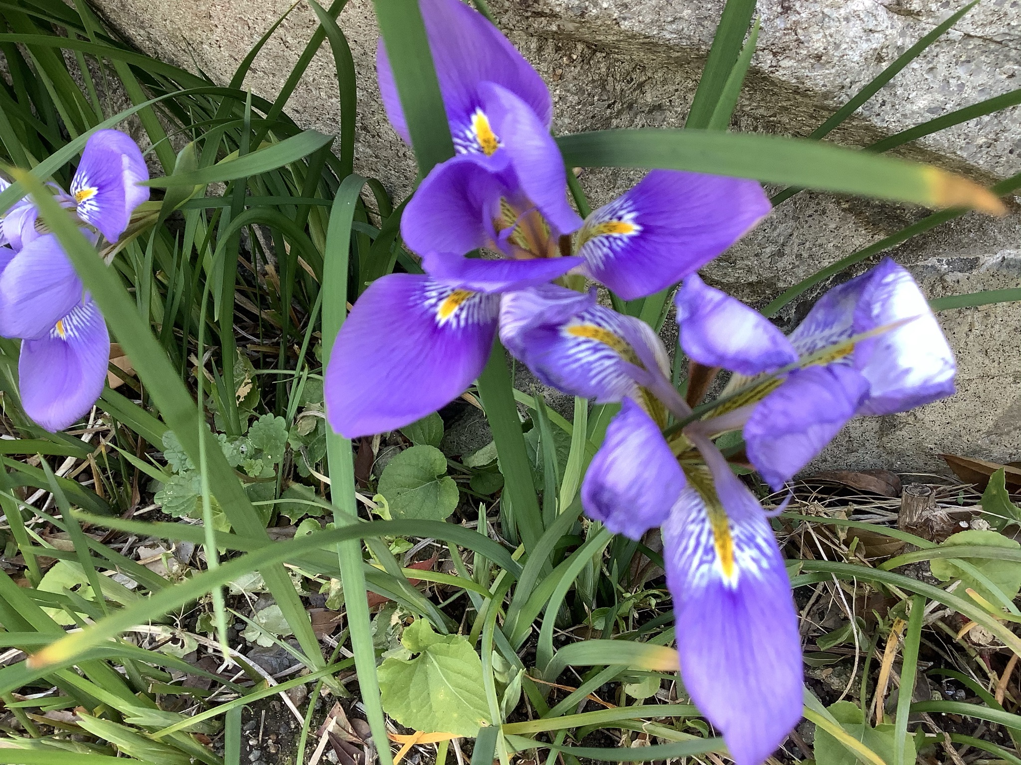 寒咲きアヤメ 晩秋 早春までの思慮深い花 鏡花水月 花つむぎ