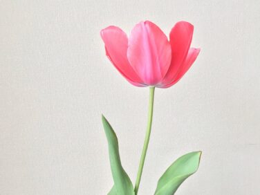 名前の由来と花言葉 ページ 2 鏡花水月 花つむぎ