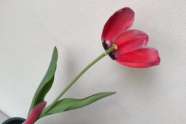 チューリップの花が終わったら 来年も咲かせるために必要なこと 鏡花水月 花つむぎ