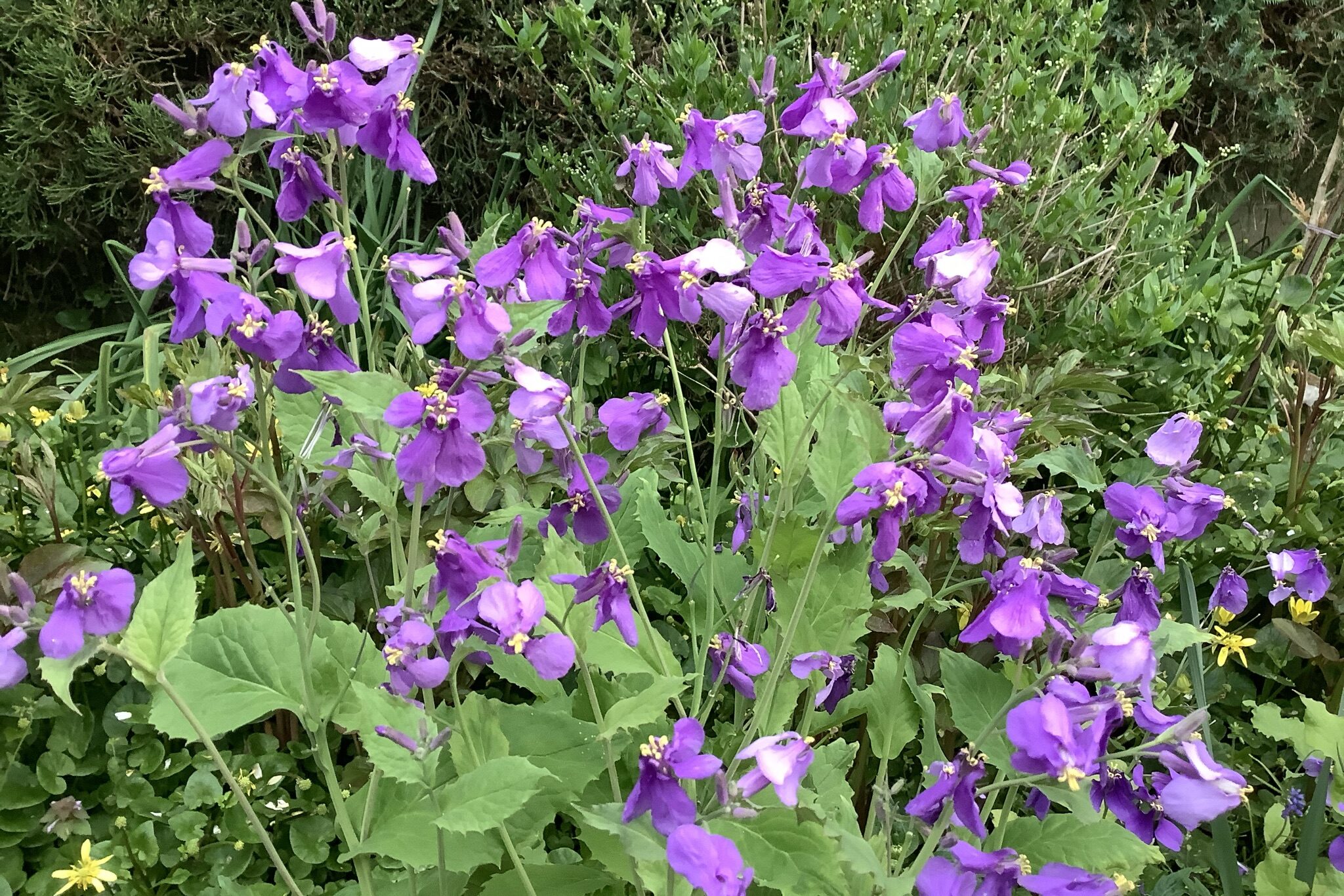 ムラサキハナナ（オオアラセイトウ）｜春の花壇の食べられる植物 | 鏡花水月★花つむぎ