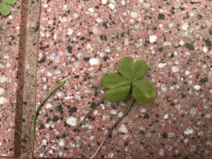 方喰 酢浆草 カタバミ の仲間の種類と春の庭 鏡花水月 花つむぎ