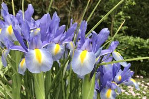 あやめ 花しょうぶ かきつばた アイリスを簡単に見分ける２つのポイント 鏡花水月 花つむぎ