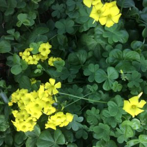 カタバミ オキザリス の種類と春の庭 鏡花水月 花つむぎ