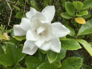 クチナシ 梔子 の白い花 香りだけではなく生薬や染色にも大活躍 鏡花水月 花つむぎ