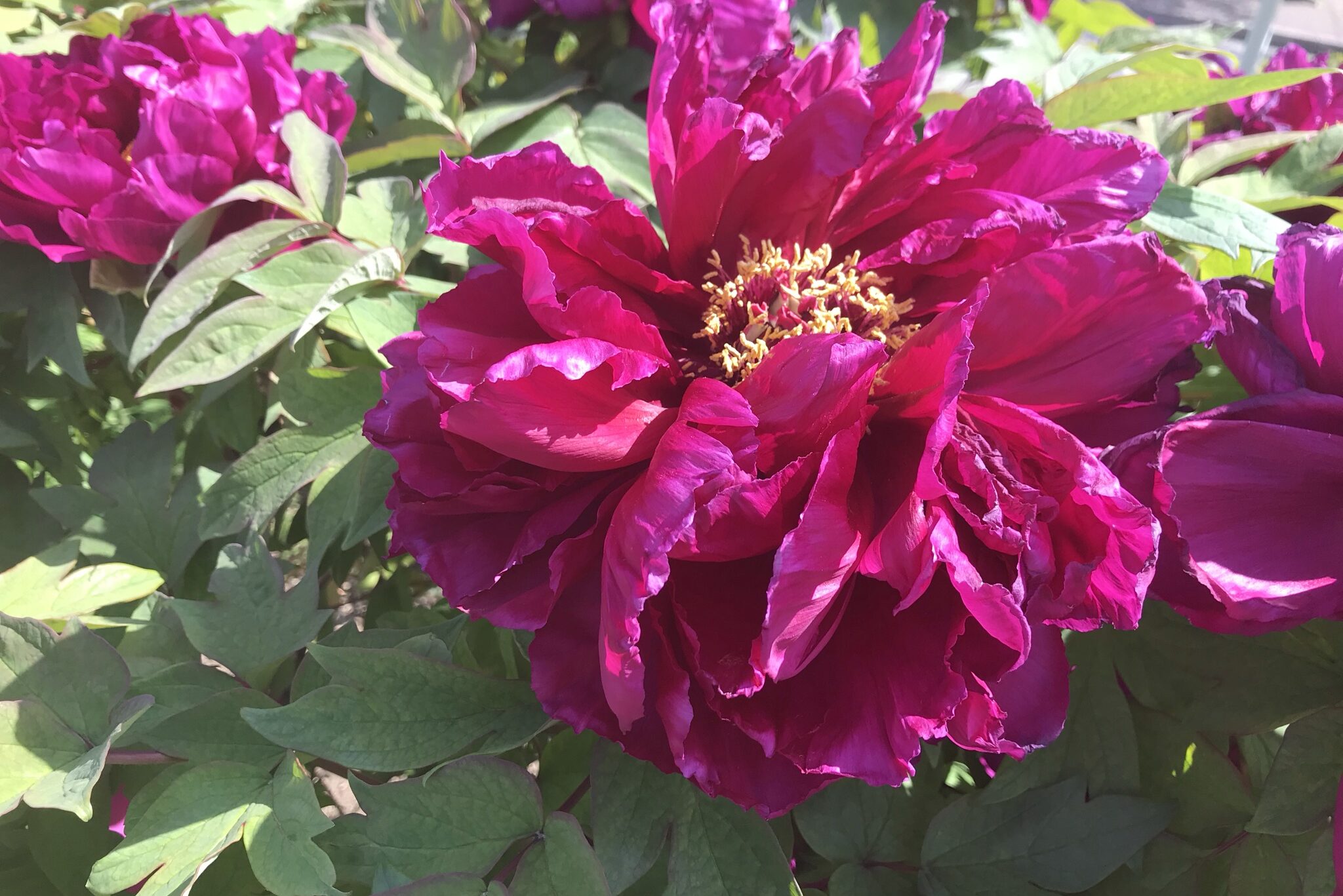 ボタン 牡丹 とシャクヤク 芍薬 の葉っぱの違いと簡単な見分け方 鏡花水月 花つむぎ