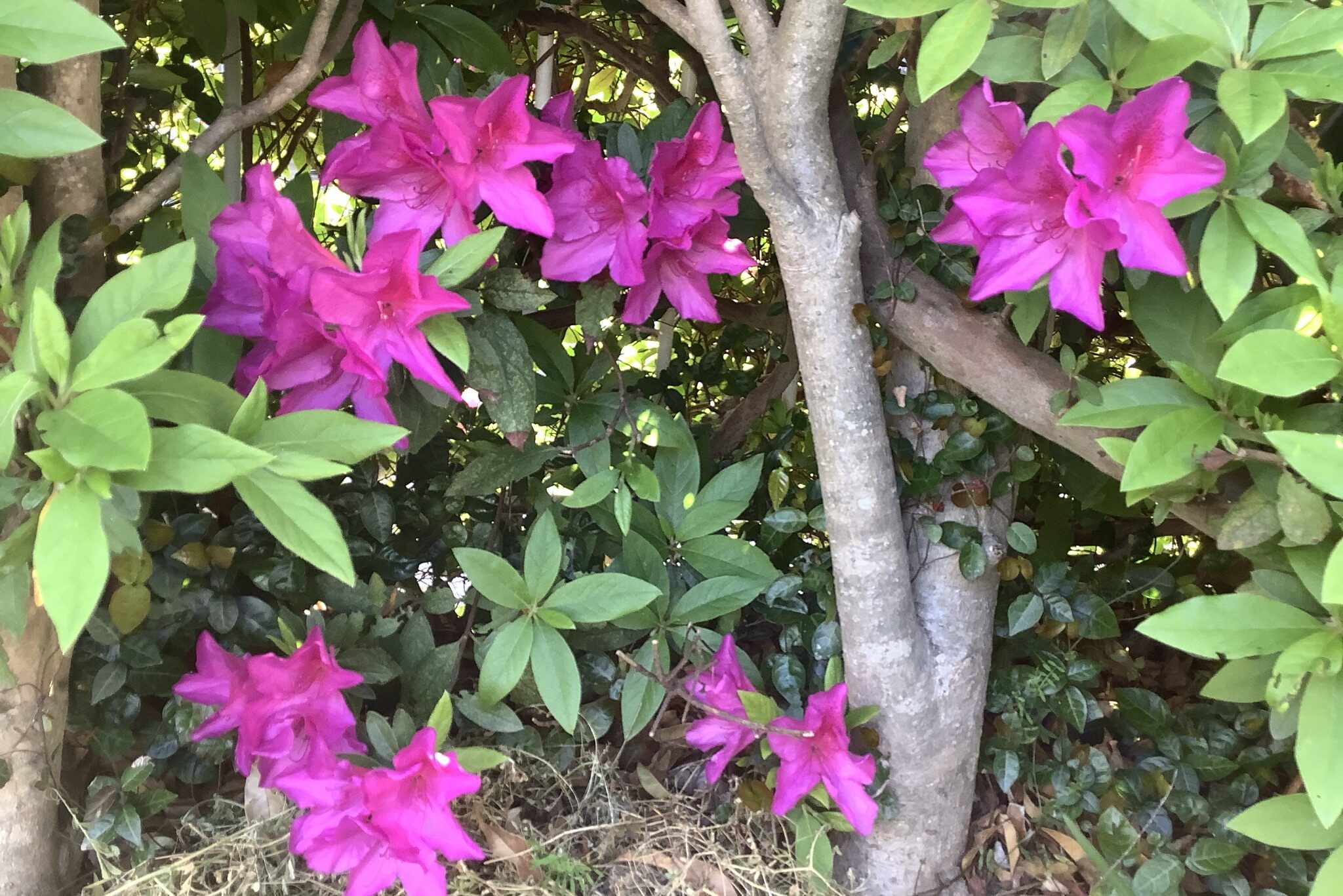 ツツジ(躑躅)の種類|サツキ(五月)やシャクナゲ(石楠花)の見分け方 | 鏡花水月★花つむぎ