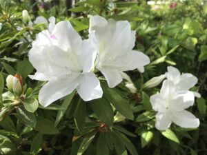 ツツジ 躑躅 の種類 サツキ 五月 やシャクナゲ 石楠花 との関係は 鏡花水月 花つむぎ