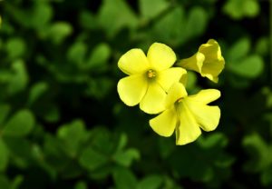 カタバミ オキザリス の種類と春の庭 鏡花水月 花つむぎ