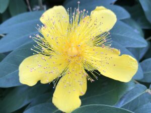 山吹色の初夏の花 キンシバイ ビヨウヤナギ４種類の見分け方 鏡花水月 花つむぎ