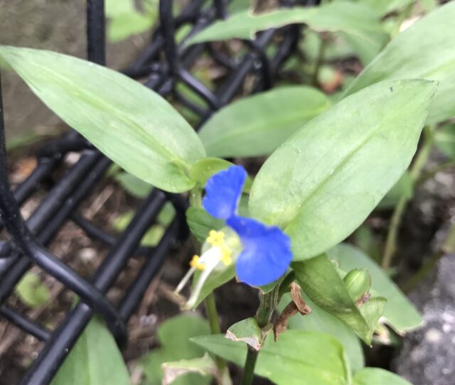 ツユクサ 露草 万葉の恋に歌われた薬草の花言葉 鏡花水月 花つむぎ