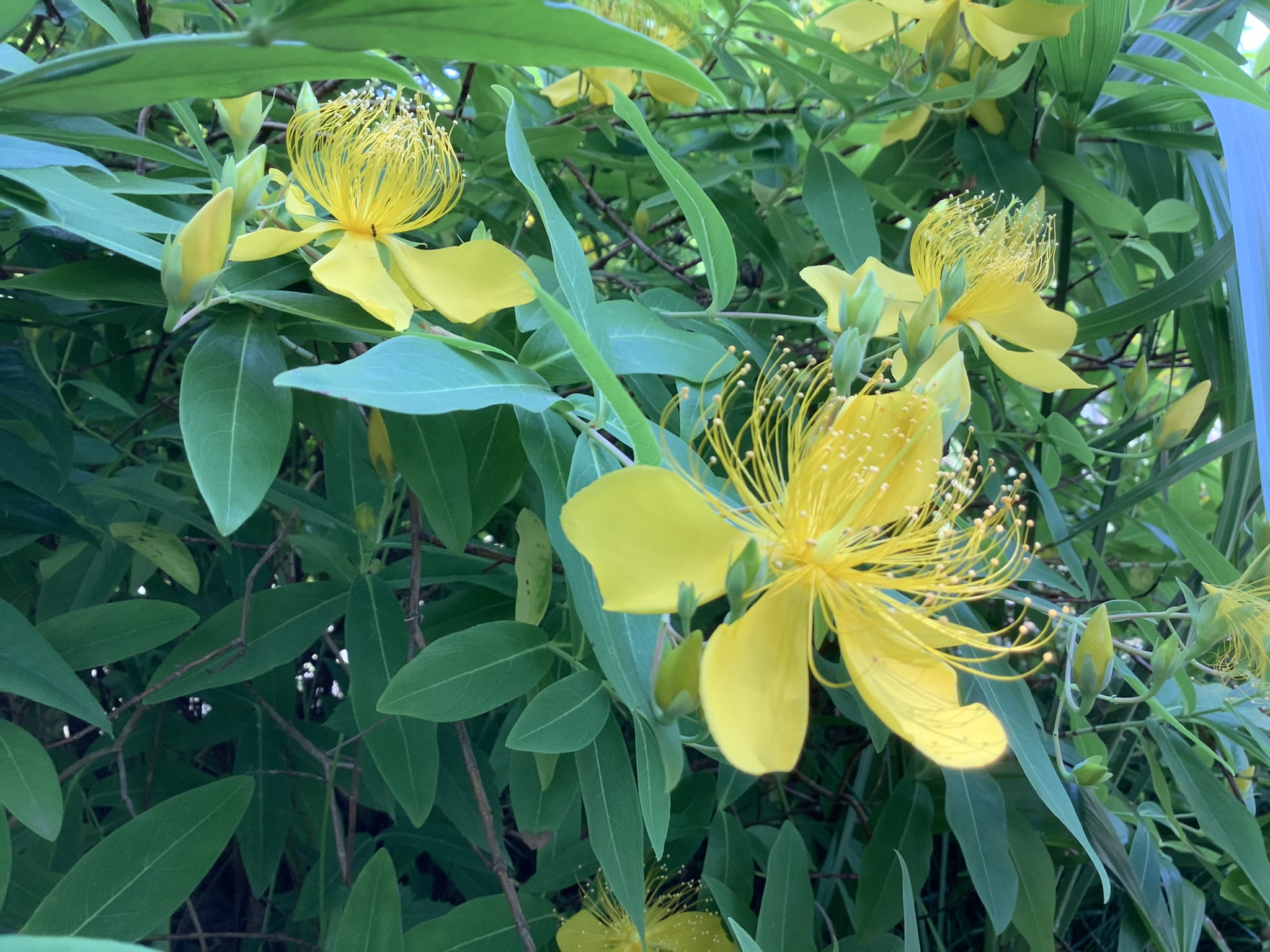 山吹色の初夏の花 キンシバイ ビヨウヤナギ４種類の見分け方 鏡花水月 花つむぎ
