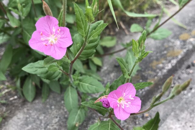 初夏のピンクの草花 ヒルザキツキミソウ 昼咲月見草 とアカバナユウゲショウ 赤花夕化粧 の違い 鏡花水月 花つむぎ