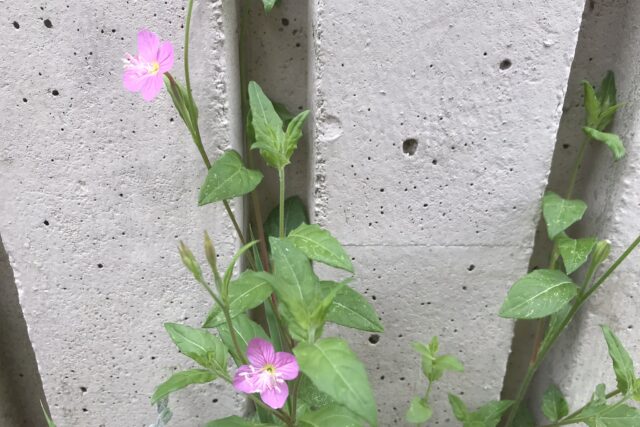 初夏のピンクの草花 ヒルザキツキミソウ 昼咲月見草 とアカバナユウゲショウ 赤花夕化粧 の違い 鏡花水月 花つむぎ