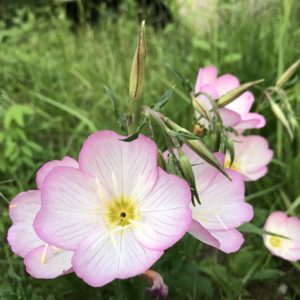 初夏のピンクの草花 ヒルザキツキミソウ 昼咲月見草 とアカバナユウゲショウ 赤花夕化粧 の違い 鏡花水月 花つむぎ