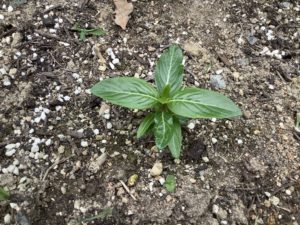 日々草の育て方２年目 冬越し組と種まき組の成長比較記録 鏡花水月 花つむぎ