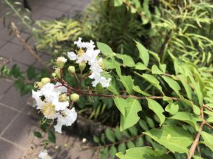 真夏の街路樹 百日紅は何と読む 名前の由来と花言葉の哀しい伝説 鏡花水月 花つむぎ