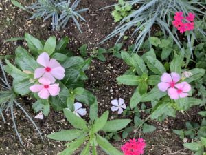 日々草の育て方２年目 冬越し組と種まき組の成長比較記録 鏡花水月 花つむぎ