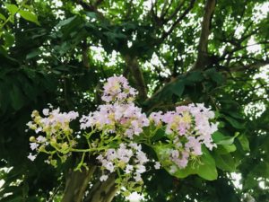 真夏の街路樹 百日紅は何と読む 名前の由来と花言葉の哀しい伝説 鏡花水月 花つむぎ