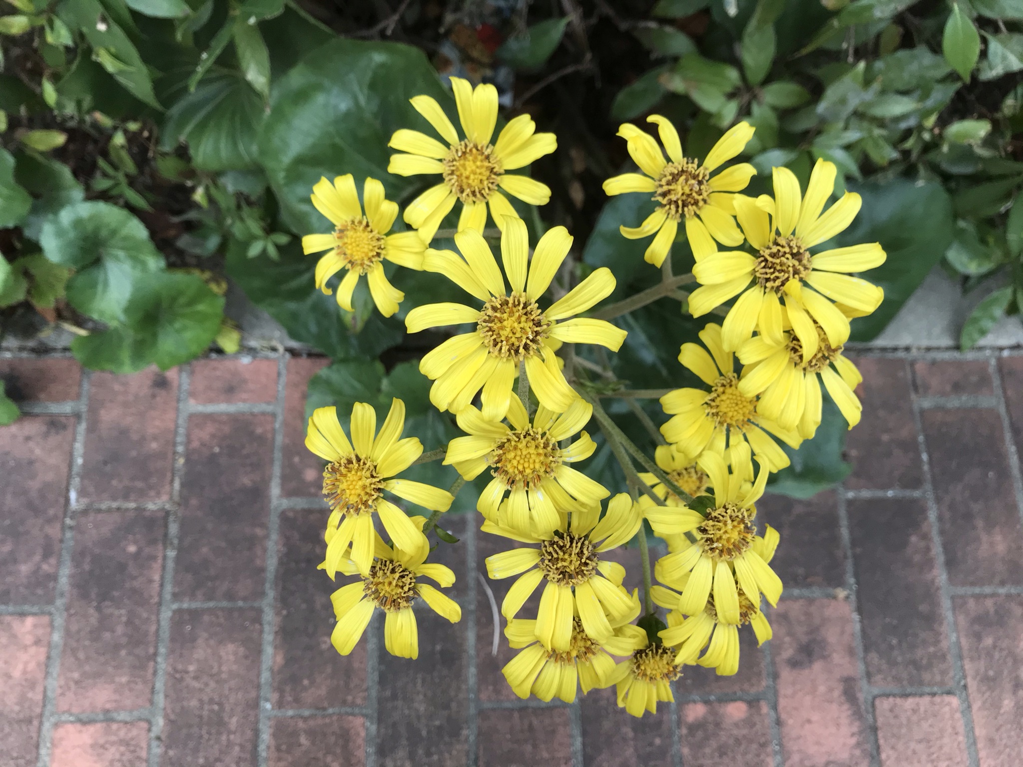 ツワブキ 石蕗 晩秋 冬さんぽで見る黄色の野草 鏡花水月 花つむぎ