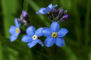 勿忘草 ワスレナグサ に似た小さな青い花 胡瓜草 キュウリグサ の花言葉は強い 鏡花水月 花つむぎ