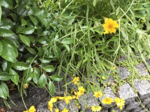 キバナコスモス似の初夏の花 危険な強さのオオキンケイギク 鏡花水月 花つむぎ
