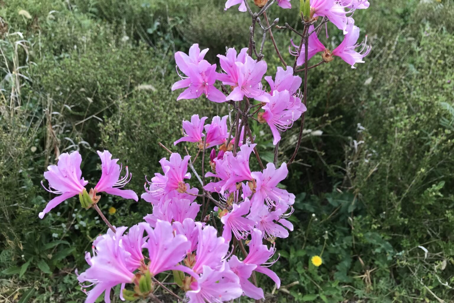 ツツジ(躑躅)の種類|サツキ(五月)やシャクナゲ(石楠花)の見分け方 | 鏡花水月★花つむぎ